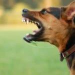 Vancouver Dog Bite Lawyer