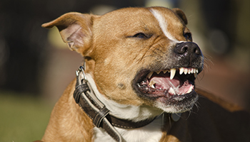 Dog Bite